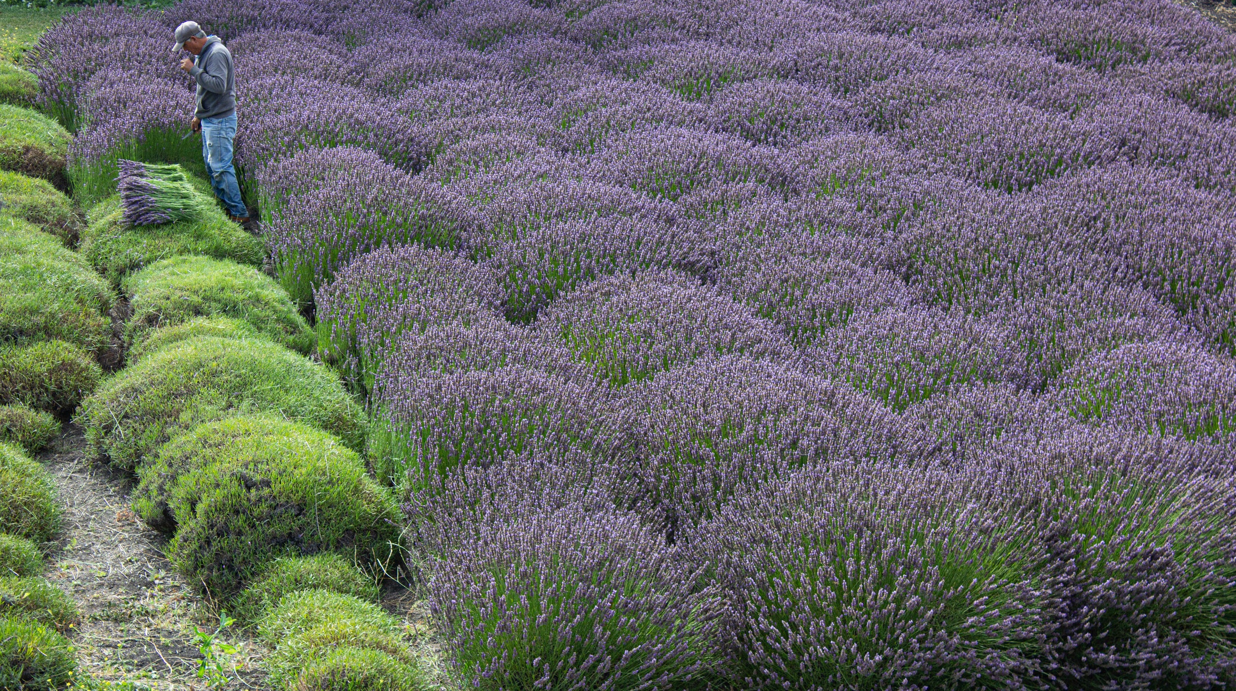 Purple Ranch Lavender Harvest β The Ranch Table