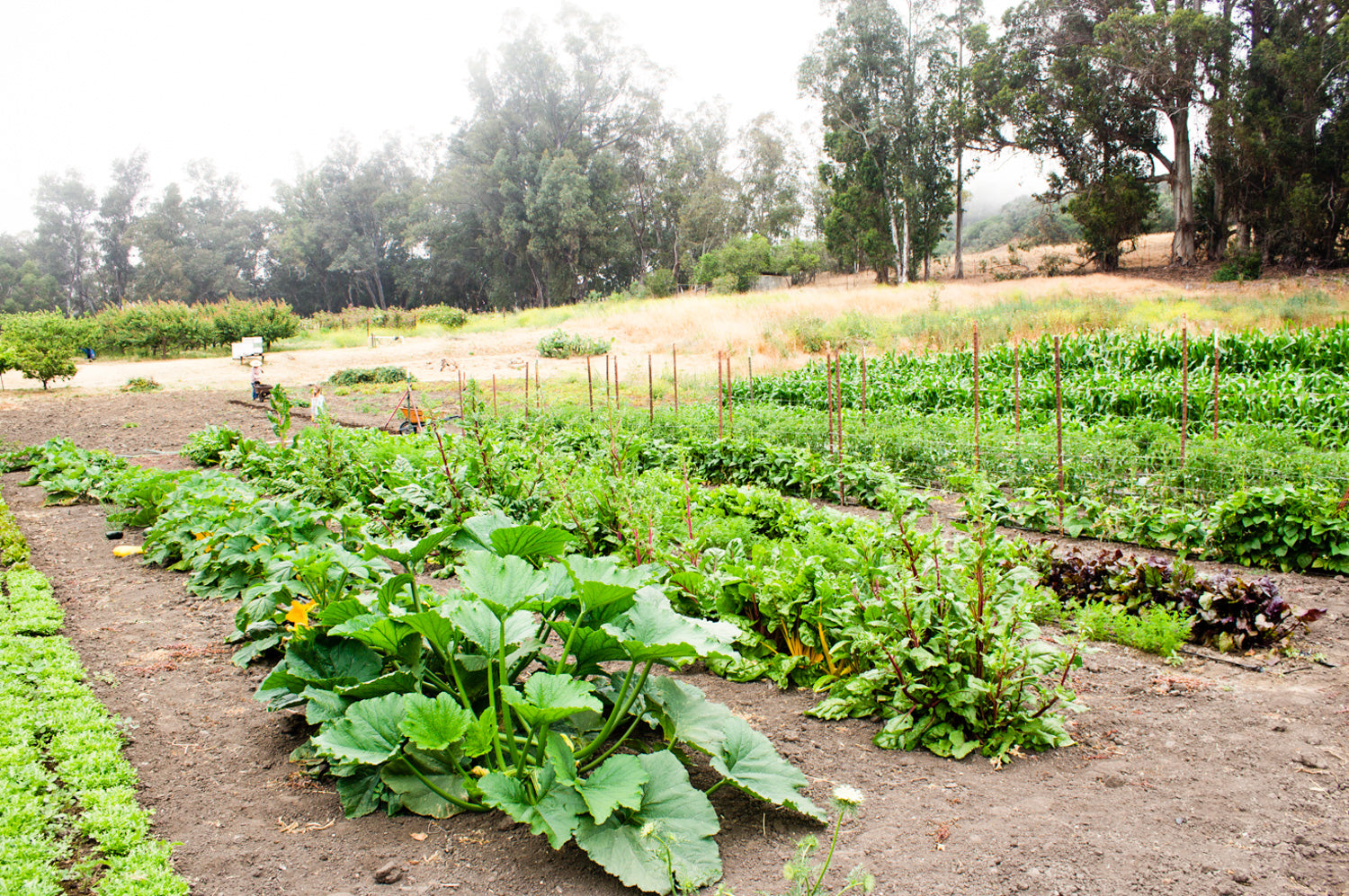 Rancho San Julian Community Garden
