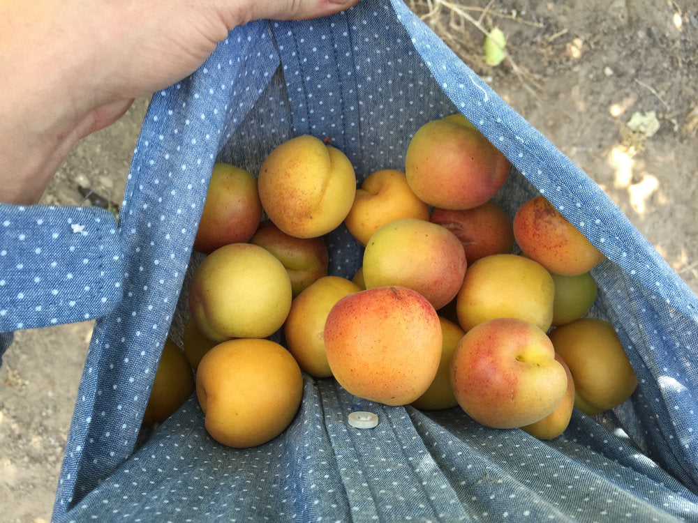 Peak Season Apricot Gathering - June 24